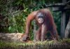 Orangutan grin.jpg
