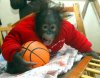 orangutan with basketball 2.jpg