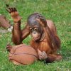 orangutan with basketball.jpg