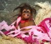 orangutan celebrating.jpg