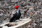 DSC_1525 male pileated posing email scale.jpg