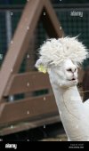 ben-the-alpaca-a-cousin-of-the-llama-enjoys-his-straw-breakfast-at-GC240T.jpg