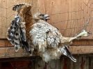 Hawk-rescued-from-net-in-San-Francisco-alleyway.jpg
