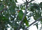 DSC_5748 White-fronted Parrot 2024 CF scale.jpg